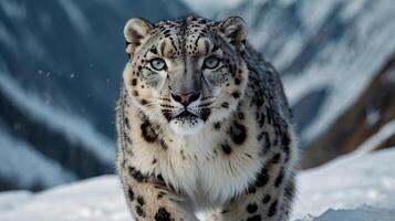 majestätisk snö leopard i de snöig berg, bakgrund bild, stock Foto