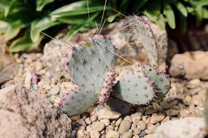 hybrid av taggig päron kaktus med lila bård foto