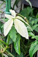 syngonium podophyllum, pilspets vin eller gåsfot växt eller araceae foto