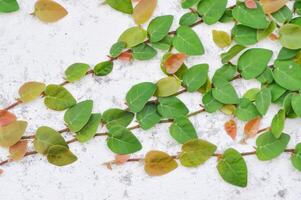 ficus pumila eller klättrande fikon , ficus pumila l eller krypande fikon eller moraceae på de vägg foto