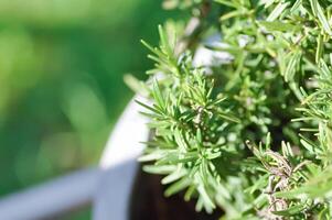 rosmarin, Rosmarinus eller Rosmarinus officinalis foto