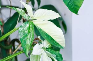 syngonium podophyllum, pilspets vin eller gåsfot växt eller araceae foto