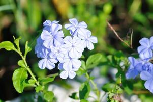 cape blyört, plumbaginaceae eller BLYBLOMMA auriculata lam foto