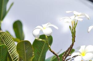 frangipani, frangipani blomma eller pagod träd foto