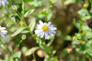 lila bellis perennis , lila daisy eller aster tataricus eller tatarian aster eller tatarian daisy eller tatarinows aster eller asteraceae eller astereae eller aster eller aster indikation eller kalimeris incisa eller blå stjärna foto