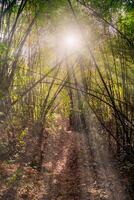 de solljus lyser på de långt bort sidor av de bambu träd som de stå sida förbi sida i grön tropisk skog, thailand. foto