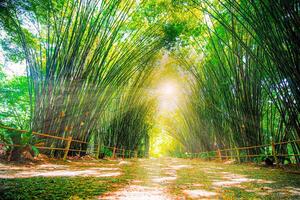 de solljus lyser på de långt bort sidor av de bambu träd som de stå sida förbi sida i grön tropisk skog, thailand. foto