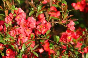 chaenomeles japonica, kallad de japansk kvitten eller maules kvitten, är en arter av blommande kvitten den där är inföding till japan. foto