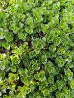 phedimus spurius, de caucasian fetknopp eller två rad stonecrop, är en arter av blommande växt i de familj crassulaceae. den är fortfarande allmänt anges i de litteratur som sedum spurium. foto