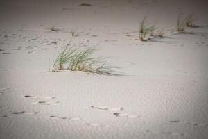 de sanddyner av de slowinski nationell parkera i polen foto