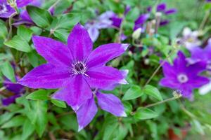 detaljerad närbild av en vibrerande violett clematis blomma med invecklad kronblad och en frodig grön bakgrund foto