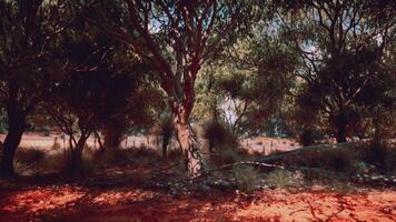 träd och stenar i australier öken- foto