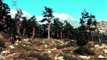 en lugn landskap med träd och bergen i de bakgrund foto
