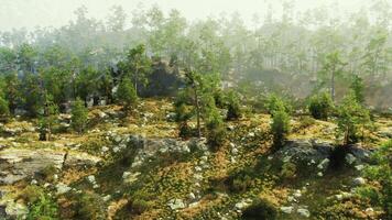 en lugn skog landskap med stenar och träd foto