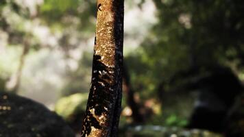 närbild av träd trunk i tropisk skog med Sol strålar foto