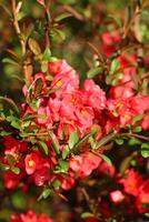 chaenomeles japonica, kallad de japansk kvitten eller maules kvitten, är en arter av blommande kvitten den där är inföding till japan. foto