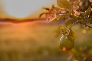 citron- frukt på en gren i de trädgård mot solnedgång bakgrund 2 foto