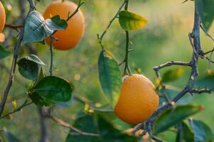 en gren med naturlig apelsiner på en suddig bakgrund av ett orange fruktträdgård på gyllene timme 3 foto