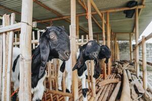 porträtt av traditionell bur tillverkad från trä och bambu i indonesien lantlig område med get eller lamm inuti foto