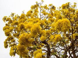 helt enkelt vacker gul tabebuia aurea. foto