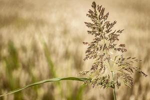 stimulerande detalj av landsbygden natur foto