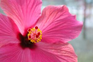 del av en rosa hibiskus blomma foto