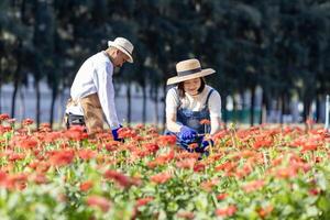 team av asiatisk jordbrukare och blomsterhandlare är arbetssätt i de bruka medan skärande zinnia blommor använder sig av sekatör för skära blomma företag i hans bruka för lantbruk industri begrepp foto
