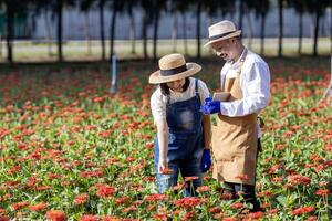 team av asiatisk jordbrukare och blomsterhandlare är arbetssätt i de bruka medan skärande röd zinnia blomma använder sig av sekatör för skära blomma företag för deadheading, odling och skörda säsong foto