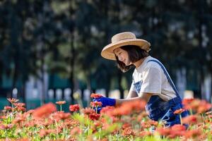 asiatisk jordbrukare och blomsterhandlare är arbetssätt i de bruka medan skärande zinnia blommor använder sig av sekatör för skära blomma företag i henne bruka för lantbruk industri foto