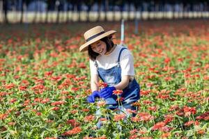 asiatisk jordbrukare och blomsterhandlare är arbetssätt i de bruka medan skärande zinnia blommor använder sig av sekatör för skära blomma företag i henne bruka för lantbruk industri foto