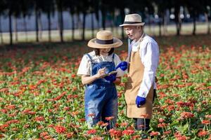 team av asiatisk jordbrukare och blomsterhandlare är arbetssätt i de bruka medan skärande röd zinnia blomma använder sig av sekatör för skära blomma företag för deadheading, odling och skörda säsong foto