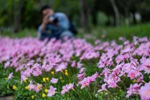 fotograf är tar Foto av blomstrande vild blomma äng rosa zephyranthes carinata regn lilja Glödlampa under vår säsong i de skog skog som är inföding till central Amerika för vandring resa