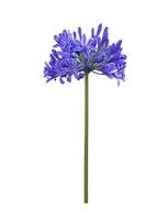 blå agapanthus eller afrikansk lilja av nile blomma är blomning i sommar säsong för dekorativ trädgård isolerat på vit bakgrund för design begrepp skära ut foto