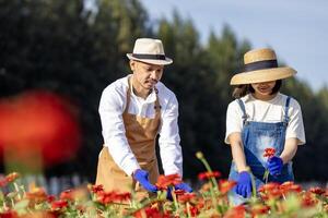 team av asiatisk jordbrukare och blomsterhandlare är arbetssätt i de bruka medan skärande zinnia blommor använder sig av sekatör för skära blomma företag i hans bruka för lantbruk industri begrepp foto