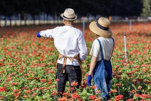 team av asiatisk jordbrukare och blomsterhandlare är arbetssätt i de bruka medan skärande röd zinnia blomma använder sig av sekatör för skära blomma företag för deadheading, odling och skörda säsong foto