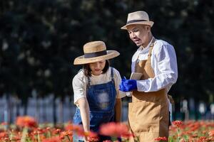 team av asiatisk jordbrukare och blomsterhandlare är arbetssätt i de bruka medan skärande röd zinnia blomma använder sig av sekatör för skära blomma företag för deadheading, odling och skörda säsong foto