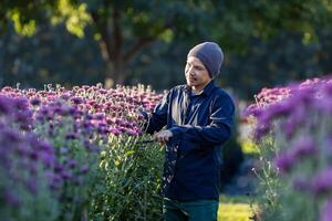 asiatisk jordbrukare och blomsterhandlare är skärande lila krysantemum blommor använder sig av sekatör för skära blomma företag för död- rubrik, odling och skörda säsong begrepp foto