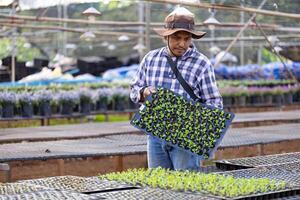 asiatisk jordbrukare är bärande bricka av ung vegetabiliska sallad fröplanta till växt i de jord för växande organiska ämnen växt under vår säsong och lantbruk foto