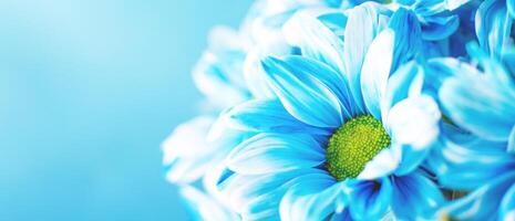 blå blomma målad daisy kamomill i makro närbild. foto