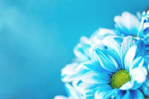 blå blomma målad daisy kamomill i makro närbild. foto