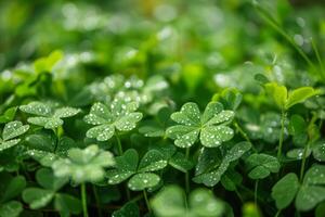 en frodig äng av daggig shamrocks foto