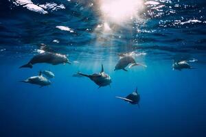 delfiner under vattnet i blå tropisk hav. foto