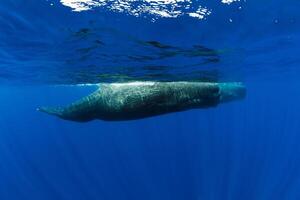 sperma valar i blå hav på mauritius. foto