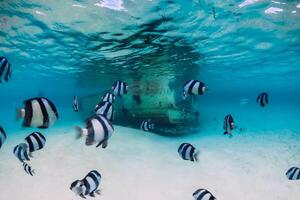 tropisk blå hav med förstöra av båt på sandig botten och fisk, under vattnet foto