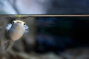 uppblåst puffer fisk, piggsvin fisk tycka om en ballong. rädd blåsfisk närbild. under vattnet fotografi foto