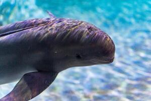 pacific tumlare phocoena sinus eller risso's delfin, grampus griseus. hav natur fotografi foto