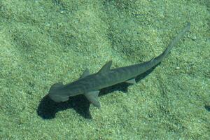 de motorhuvshuvud haj eller spadehuvud, sphyrna tiburo, är en medlem av de hammarhaj haj foto