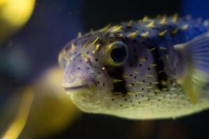 uppblåst puffer fisk, piggsvin fisk tycka om en ballong. rädd blåsfisk närbild. under vattnet fotografi foto