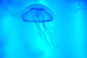 manet med tentakler simning i de vatten med en mörk blå bakgrund, under vattnet varelse foto