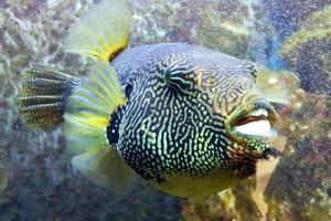 uppblåst puffer fisk, piggsvin fisk tycka om en ballong. rädd blåsfisk närbild. under vattnet fotografi foto